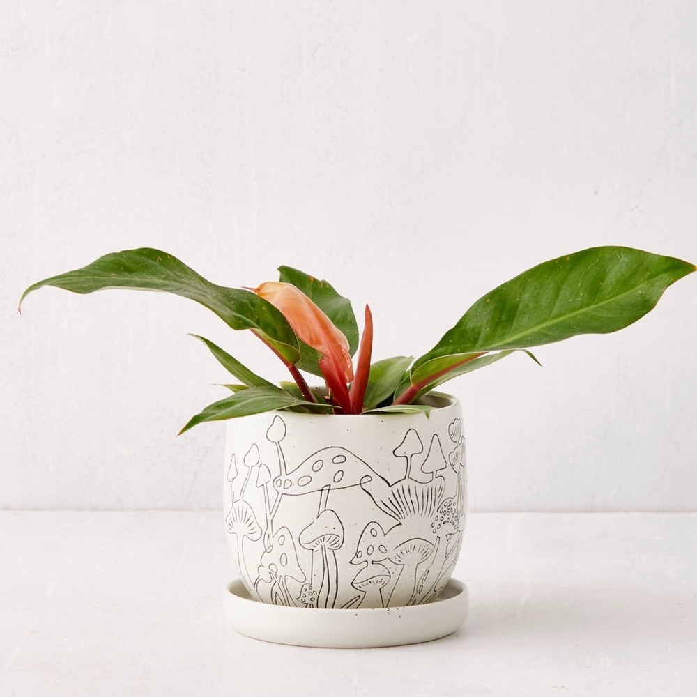 Mushroom Planter and Saucer (drip tray)